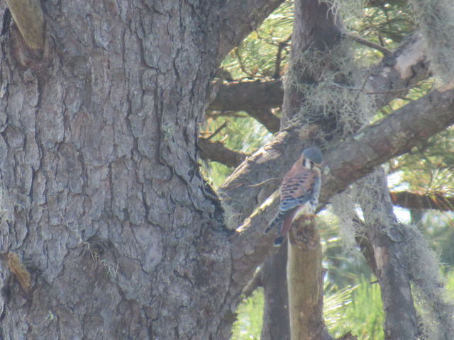 American Kestrel