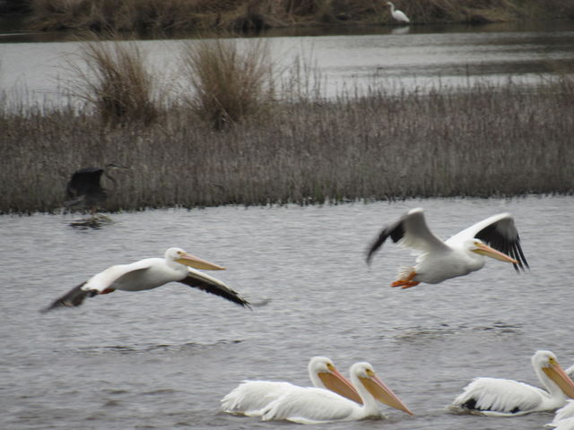 American White Pelican