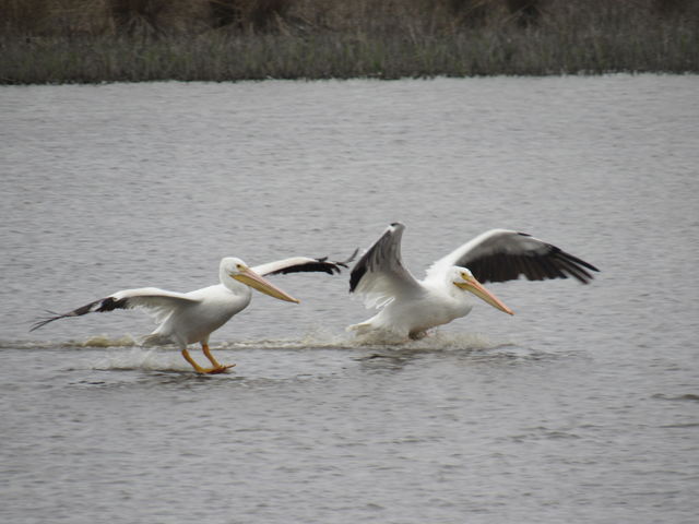 American White Pelican