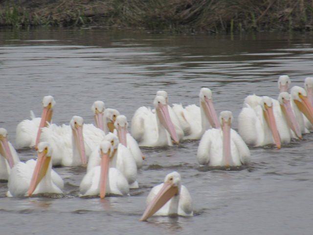 American White Pelican