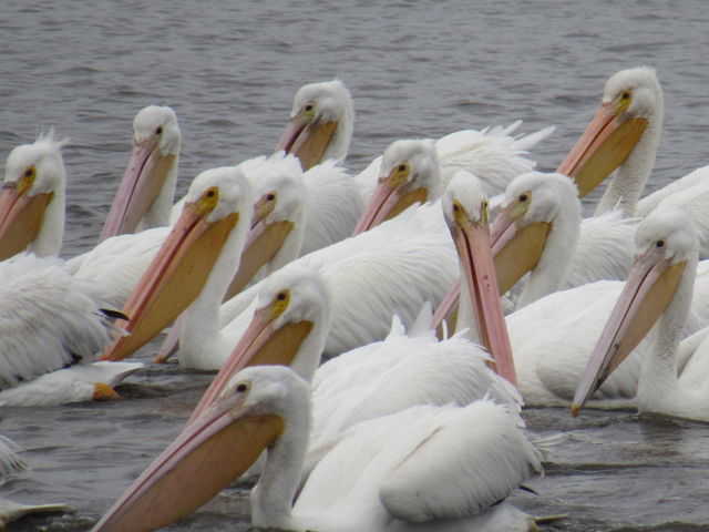 American White Pelican