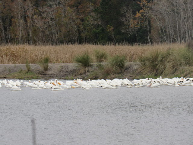 American White Pelican