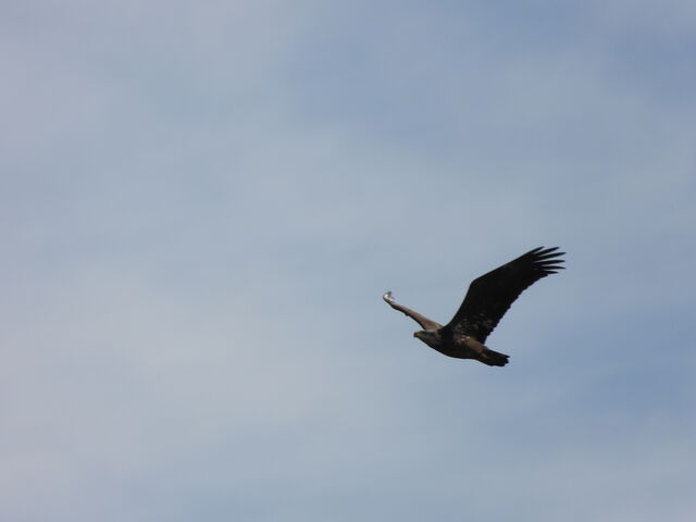 Bald Eagle