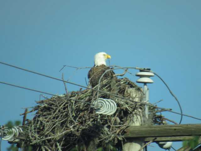 Bald Eagle