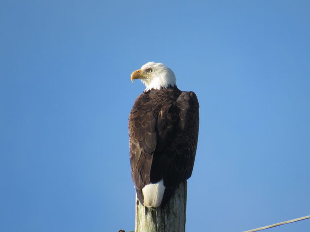 Bald Eagle