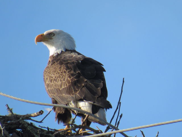 Bald Eagle