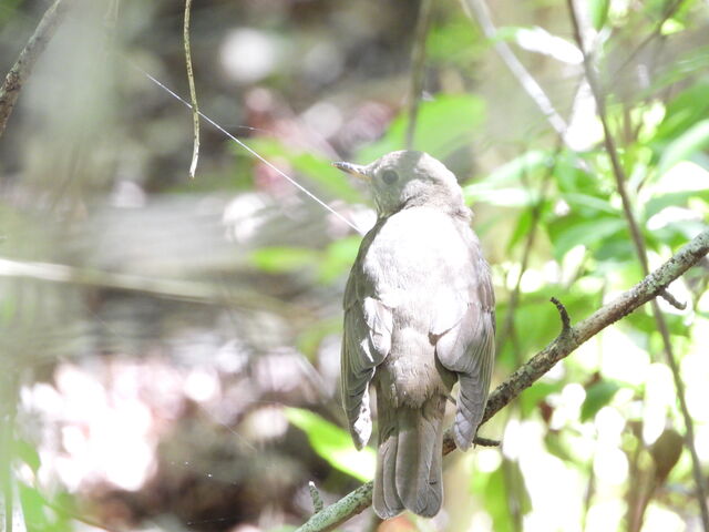 Bicknell's Thrush