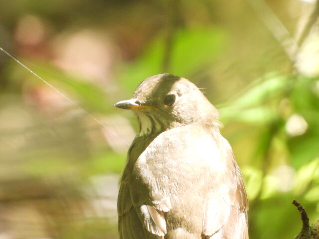 Bicknell's Thrush