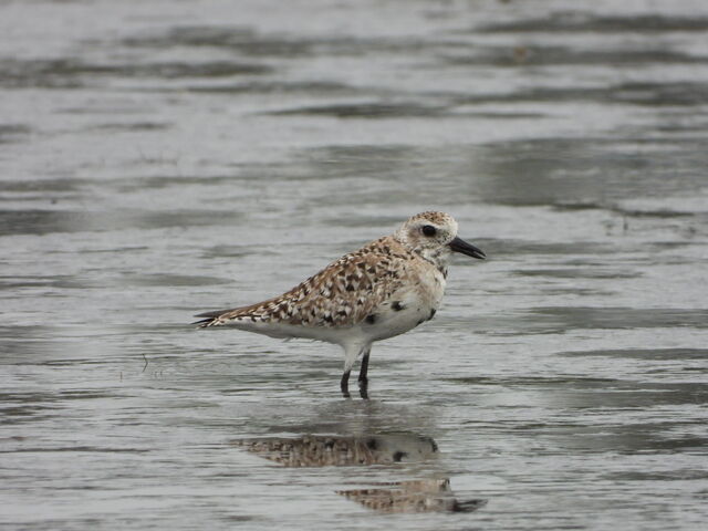 Black-bellied Plover