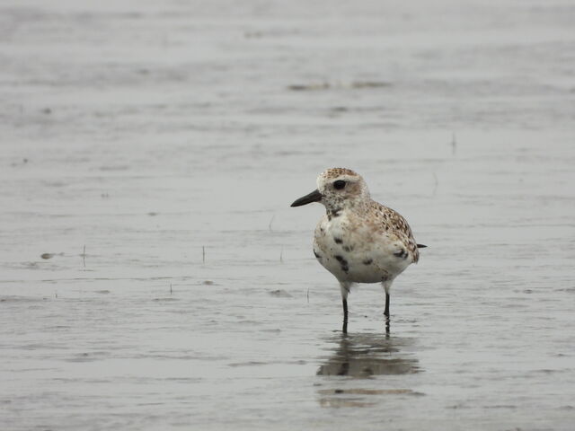 Black-bellied Plover