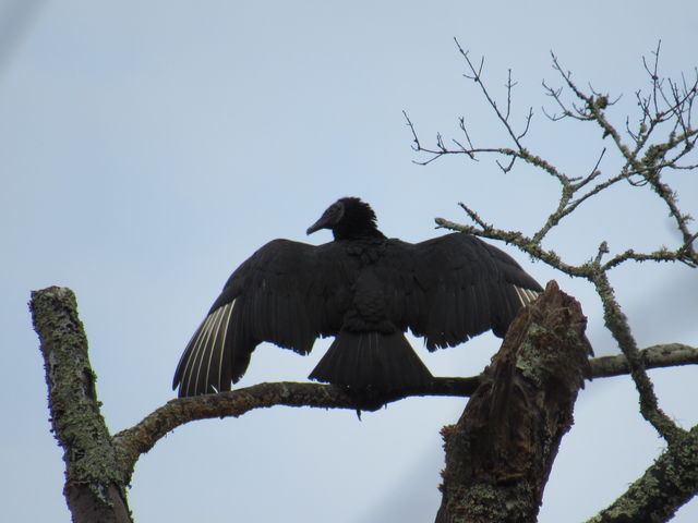 Black Vulture