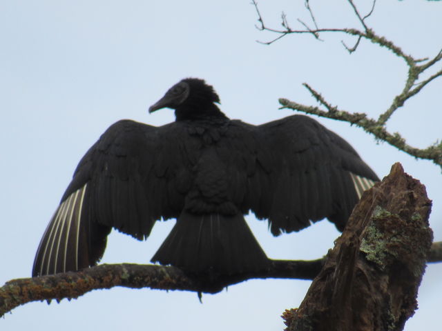 Black Vulture