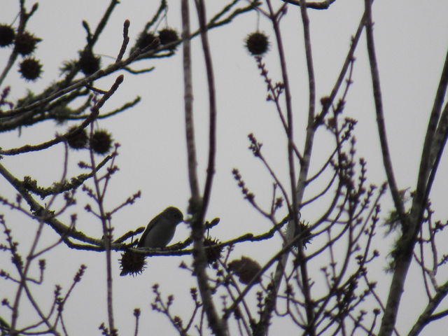 Blue-gray Gnatcatcher