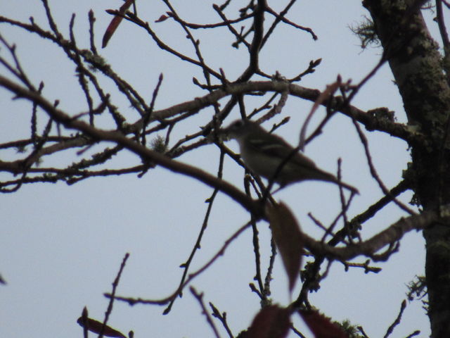 Blue-headed Vireo