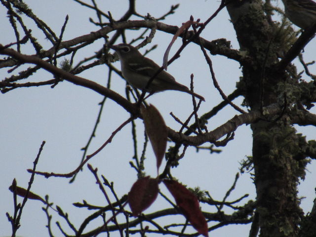 Blue-headed Vireo