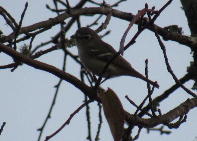 Blue-headed Vireo