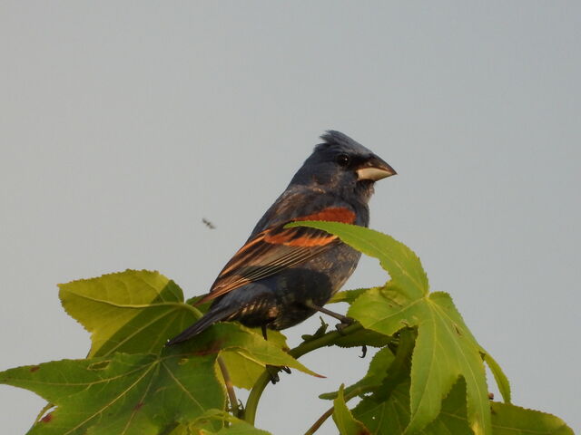 Blue Grosbeak