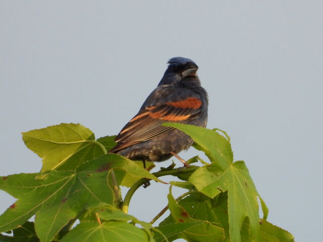 Blue Grosbeak