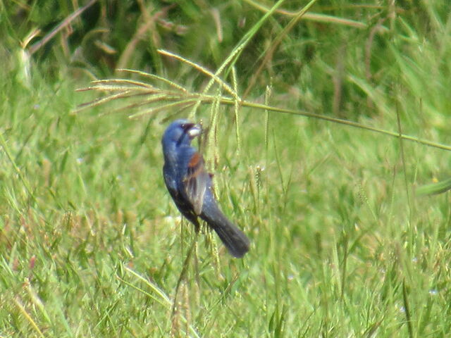 Blue Grosbeak