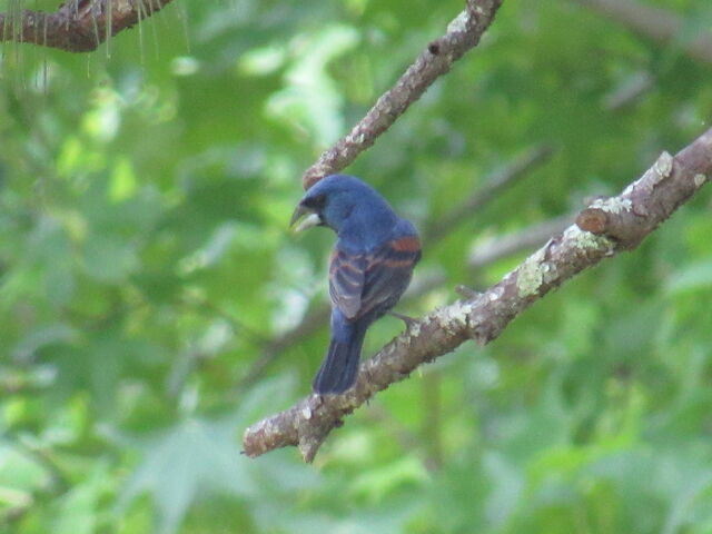 Blue Grosbeak