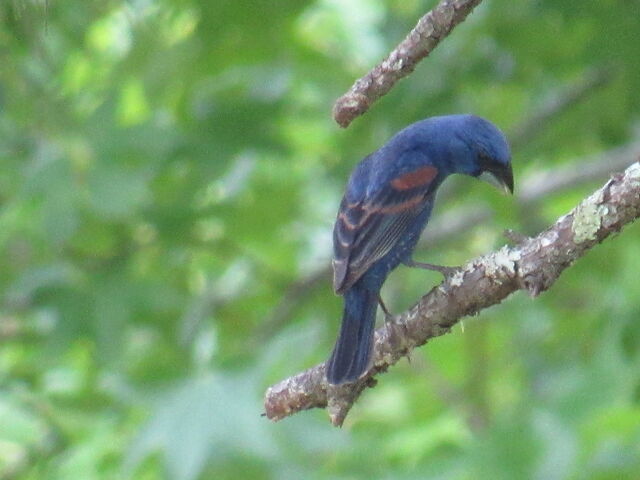 Blue Grosbeak