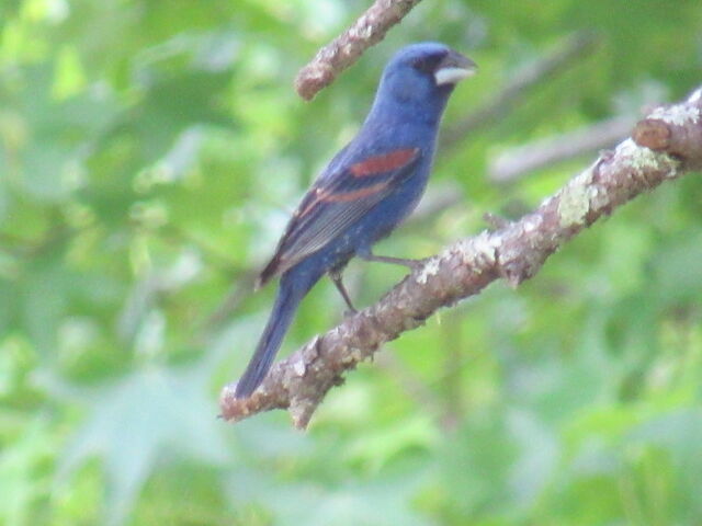 Blue Grosbeak