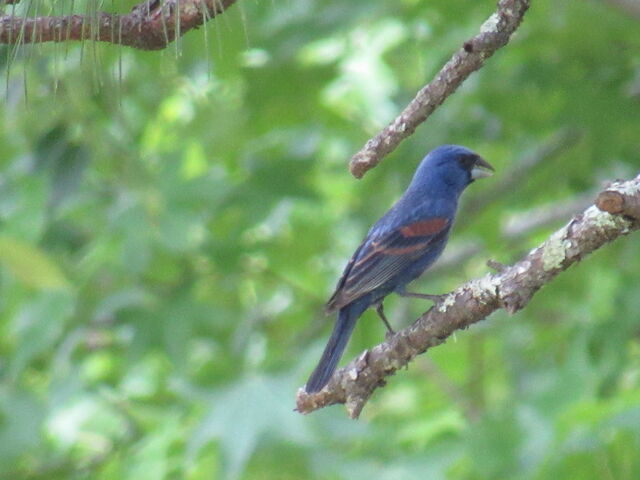 Blue Grosbeak