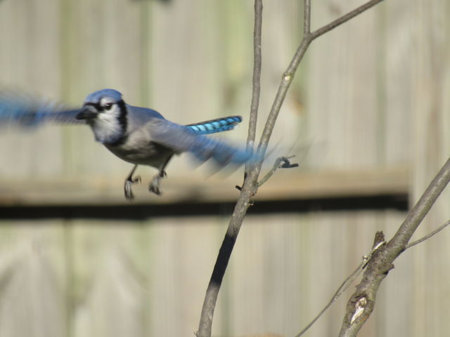 Blue Jay