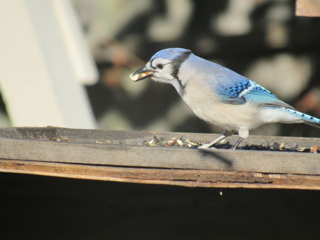 Blue Jay