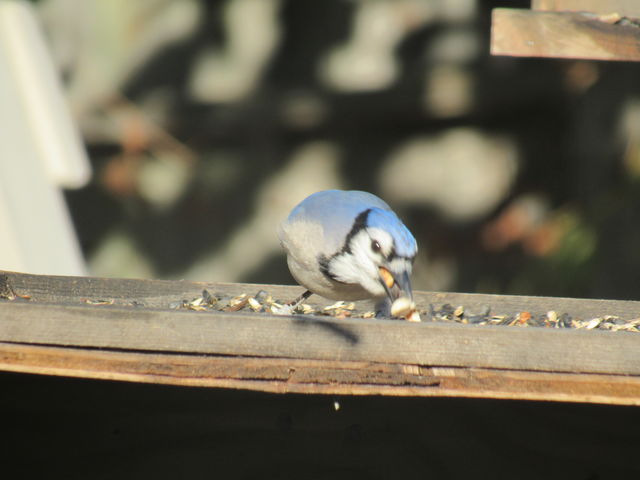 Blue Jay