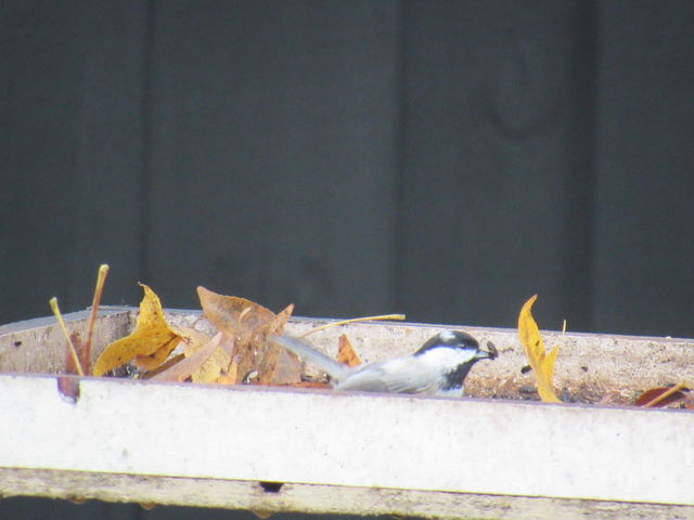 Carolina Chickadee