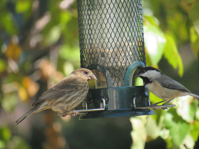 Carolina Chickadee