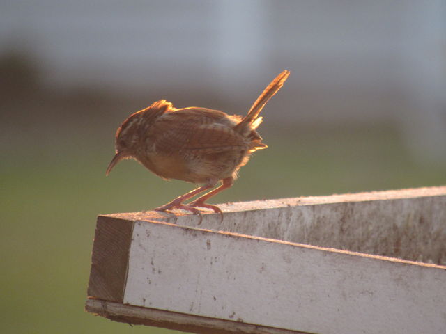 Carolina Wren