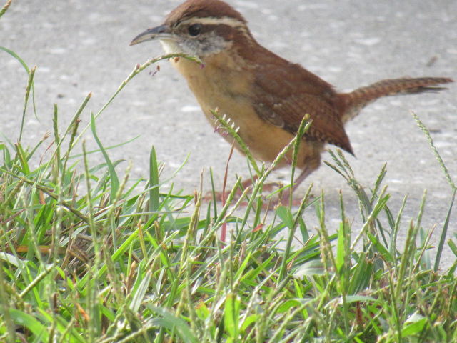 Carolina Wren