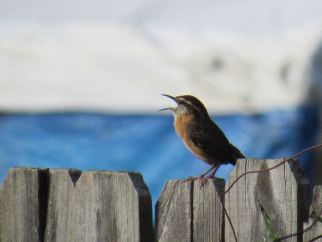 Carolina Wren