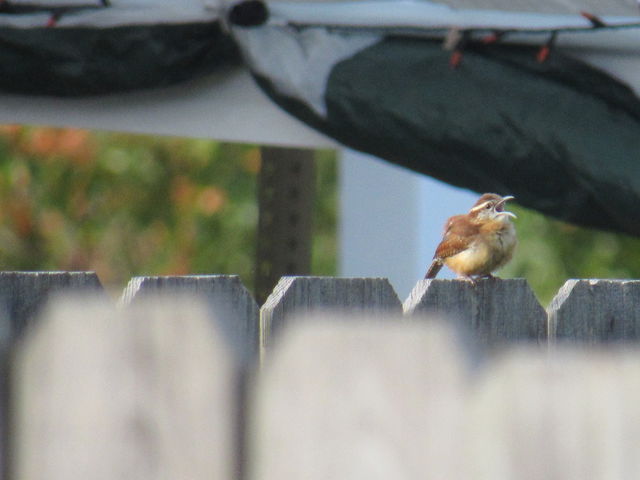 Carolina Wren