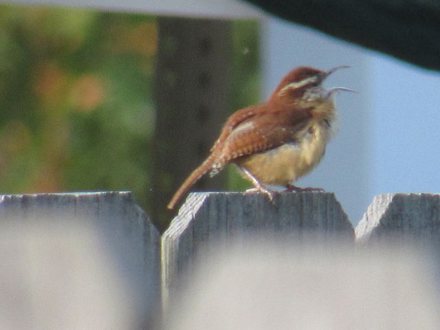 Carolina Wren