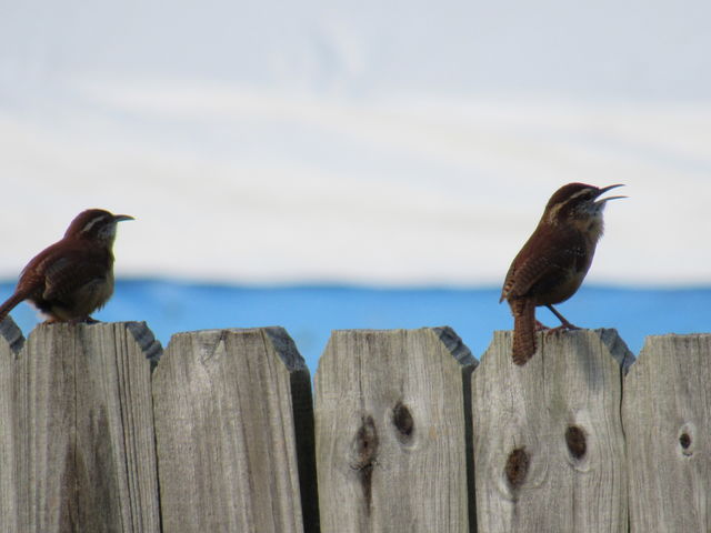 Carolina Wren