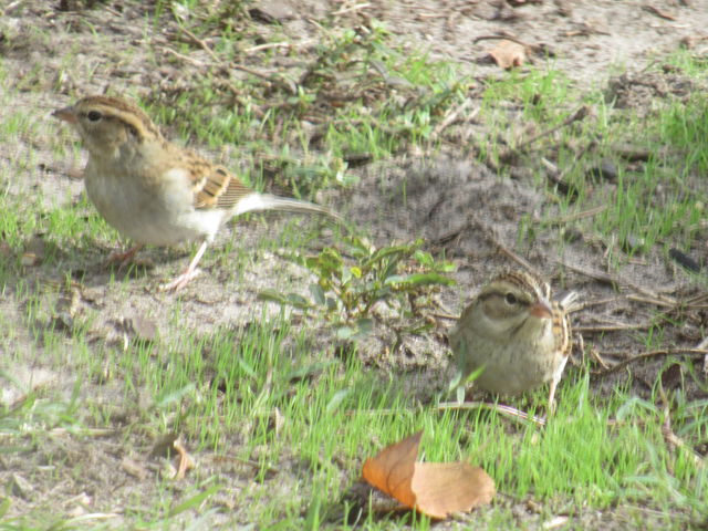 Chipping Sparrow