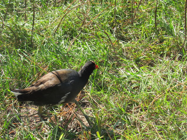 Common Gallinule