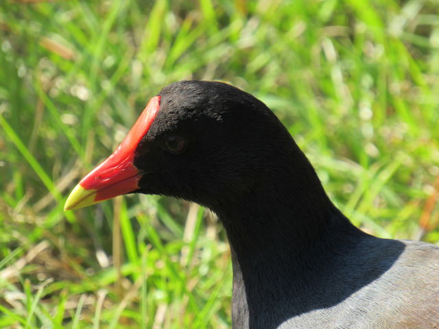 Common Gallinule