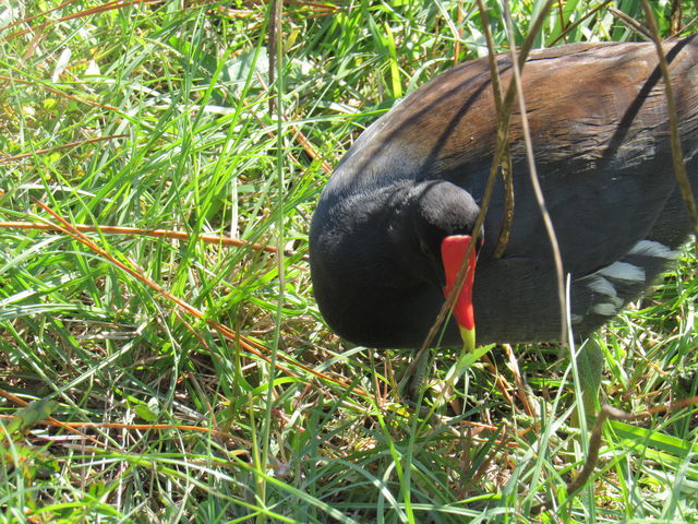 Common Gallinule