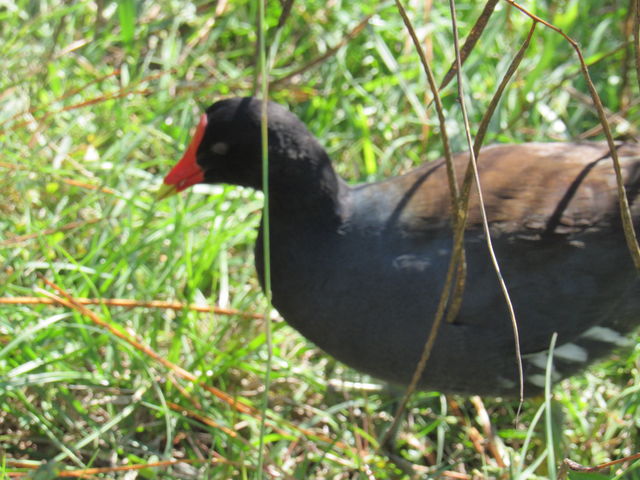 Common Gallinule