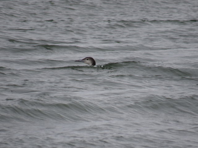 Common Loon