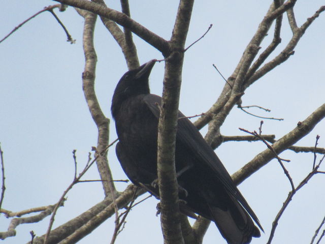 Common Raven