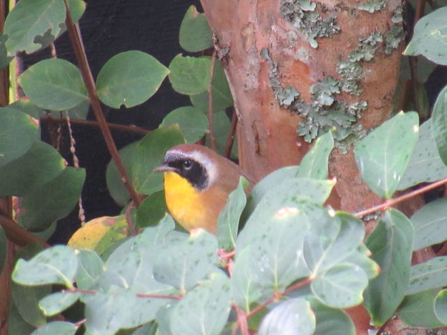 Common Yellowthroat