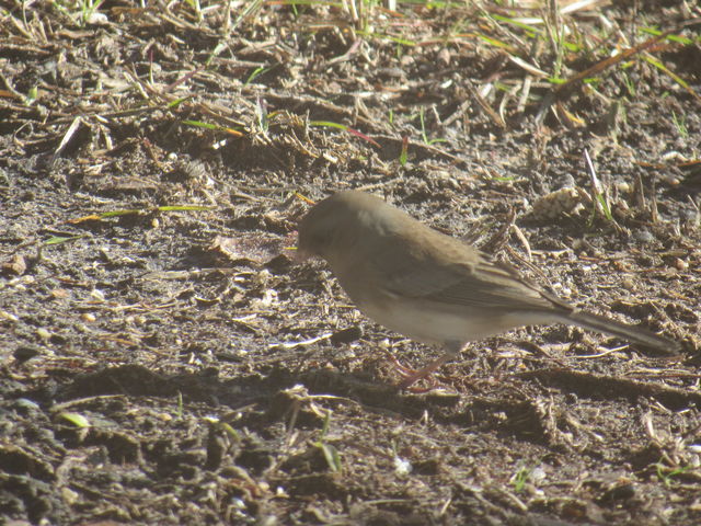 Dark-eyed Junco