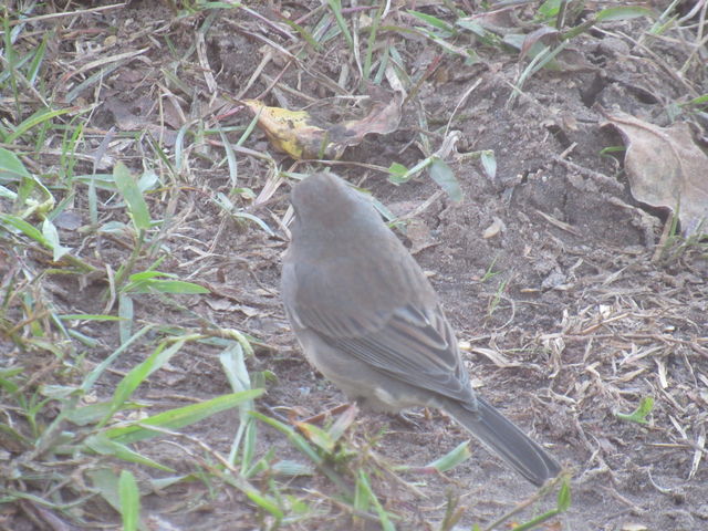 Dark-eyed Junco