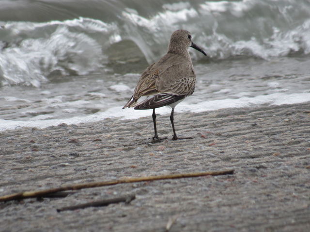 Dunlin