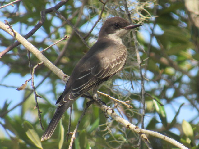 Eastern Kingbird